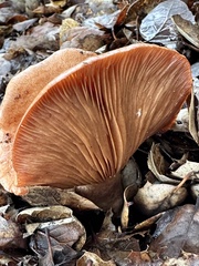Lactarius rufulus