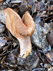 Lactarius rufulus