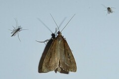 Eudonia octophora