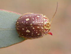 Paropsis geographica