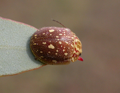 Paropsis geographica