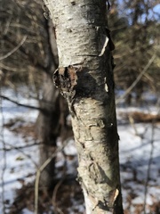 Betula papyrifera
