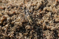 Ellipsoptera macra