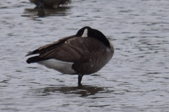 Branta canadensis