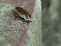 Blattella