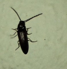 Dipropus simplex