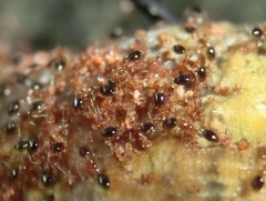 Monomorium floricola