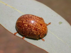 Paropsis variolosa