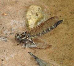 Austroepigomphus praeruptus