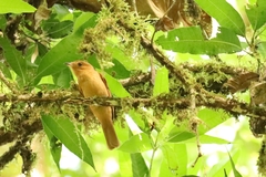 Rhytipterna holerythra