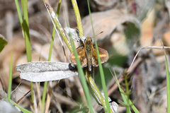 Taractrocera papyria