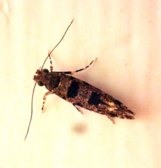 Parochmastis hilderi