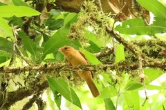 Rhytipterna holerythra