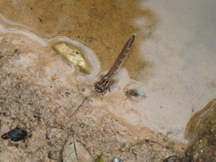 Austroepigomphus praeruptus