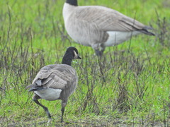 Branta hutchinsii leucopareia
