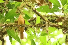 Rhytipterna holerythra