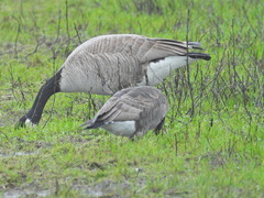 Branta hutchinsii leucopareia