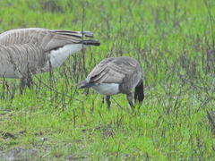 Branta hutchinsii leucopareia