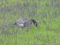 Branta hutchinsii leucopareia