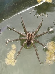 Dolomedes instabilis
