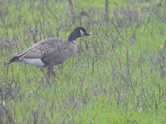 Branta hutchinsii leucopareia