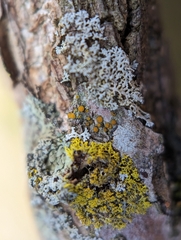 Caloplaca cerina
