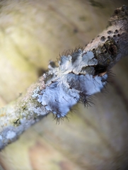 Parmotrema hypotropum