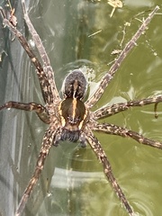 Dolomedes instabilis