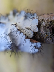 Parmotrema hypotropum