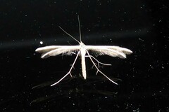 Pterophorus innotatalis