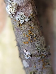 Caloplaca cerina