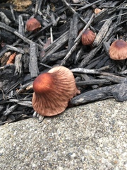 Agaricales