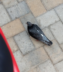 Columba livia domestica