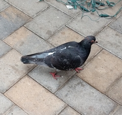Columba livia domestica
