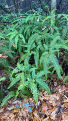 Dicranopteris linearis