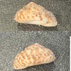 Clanculus flagellatus