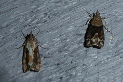 Eudonia submarginalis