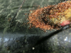 Monomorium floricola