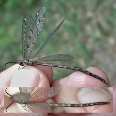 Brachynemurus nebulosus