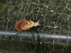 Monomorium floricola