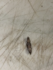 Plodia interpunctella