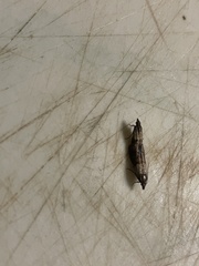 Plodia interpunctella