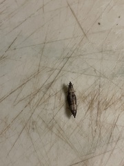 Plodia interpunctella