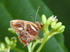 Anteros carausius carausius