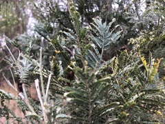 Acacia leucoclada argentifolia