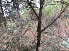 Acacia leucoclada argentifolia