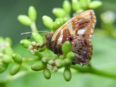 Anteros carausius carausius