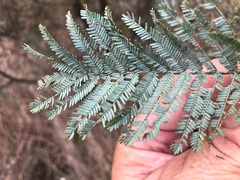 Acacia leucoclada argentifolia