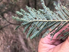 Acacia leucoclada argentifolia