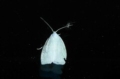 Nymphostola galactina